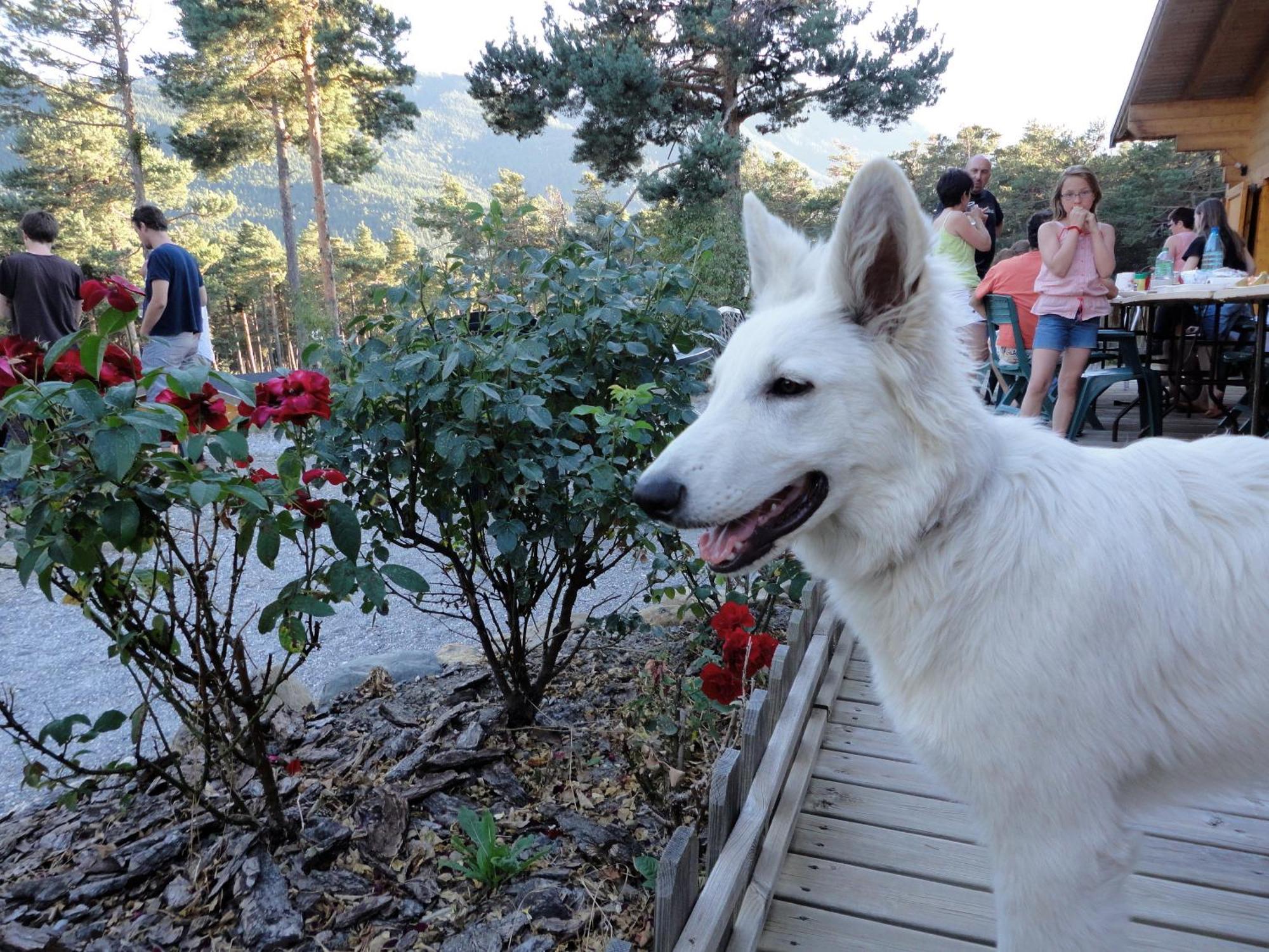 Parc Residentiel De Loisir : Le Loup Blanc Du Riou Otel Barcelonnette Dış mekan fotoğraf